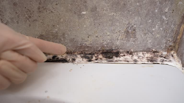 Environmental Consulting for Mold Prevention in Irving, TX